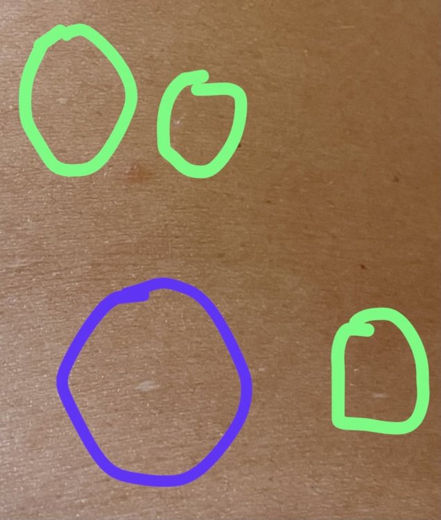 523313EF-7313-4A0D-B871-80D118AAB764.thumb.jpeg.54ae8bf63d088a0a73dbd9a8f865be60.jpeg