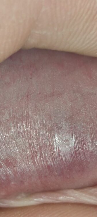 IMG-20231209-WA0002.thumb.jpg.51ae3d68eedc08eaffd72dd62db6a9ae.jpg