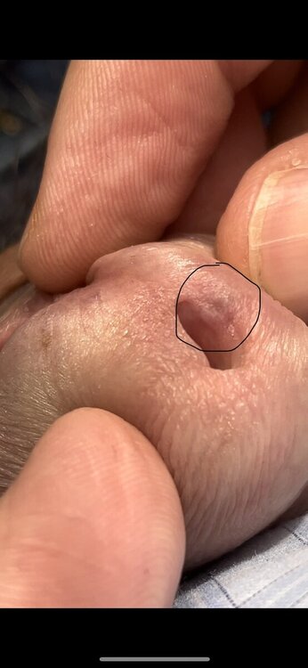 606655985_IMG_11622.thumb.jpeg.8241dfed9b6eb7b91657b6d082821e00.jpeg