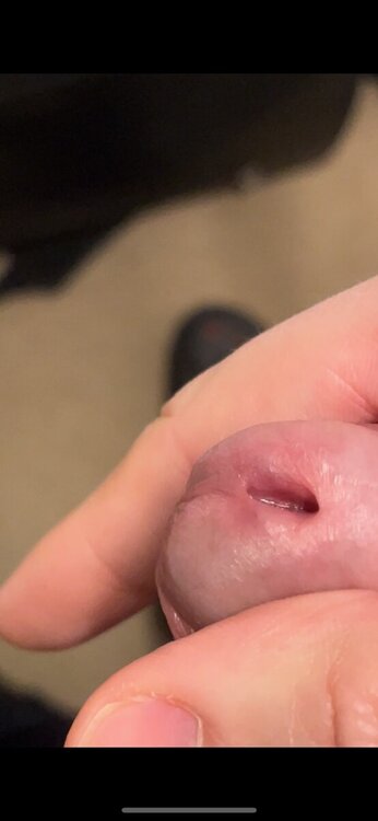 IMG_1117.thumb.png.83aacd26d80ea83ea1fc12d0512ac559.png