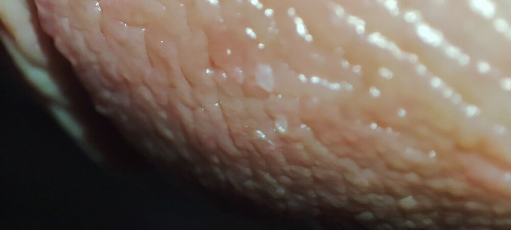 IMG_20240514_041046.thumb.jpg.7ecdb3b7b08b212be395a341ded25255.jpg
