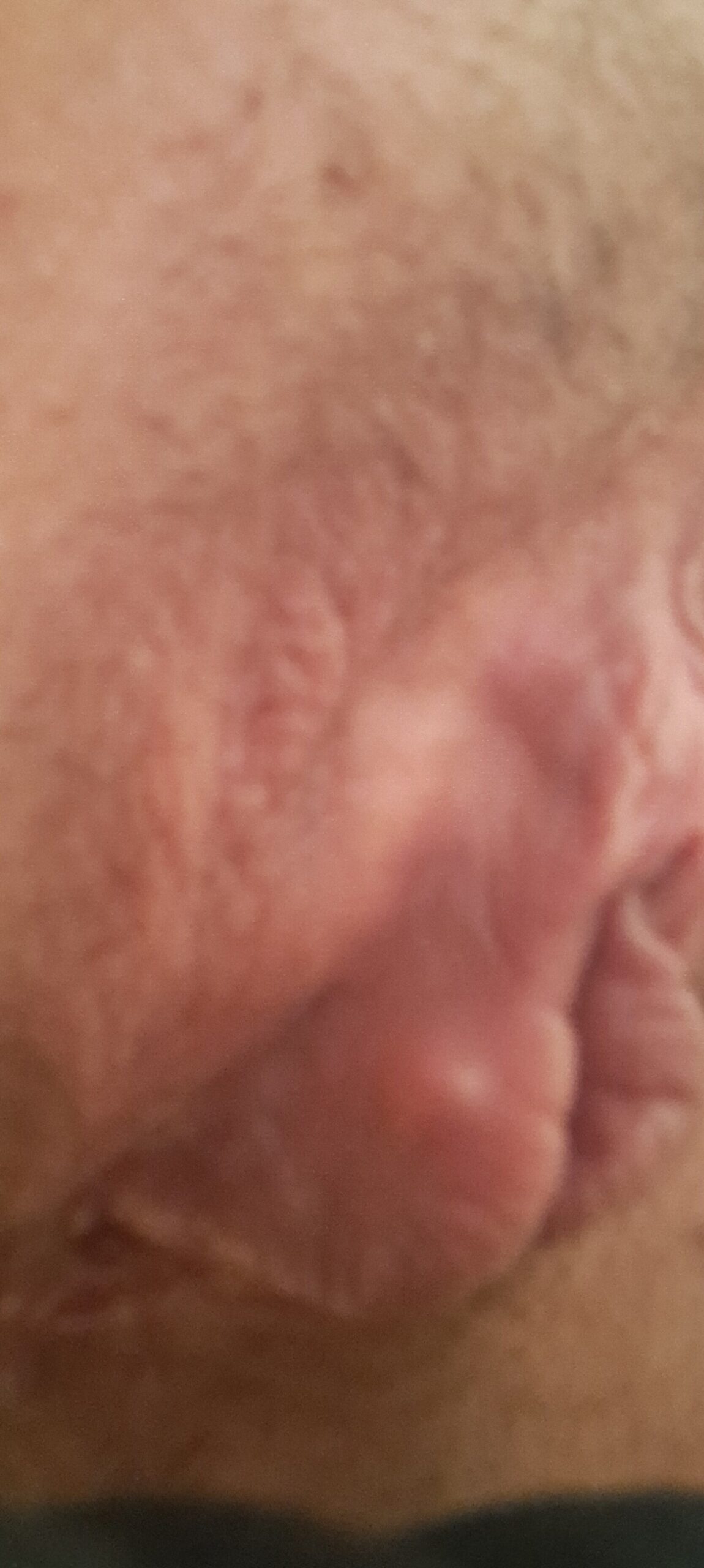 Allegato