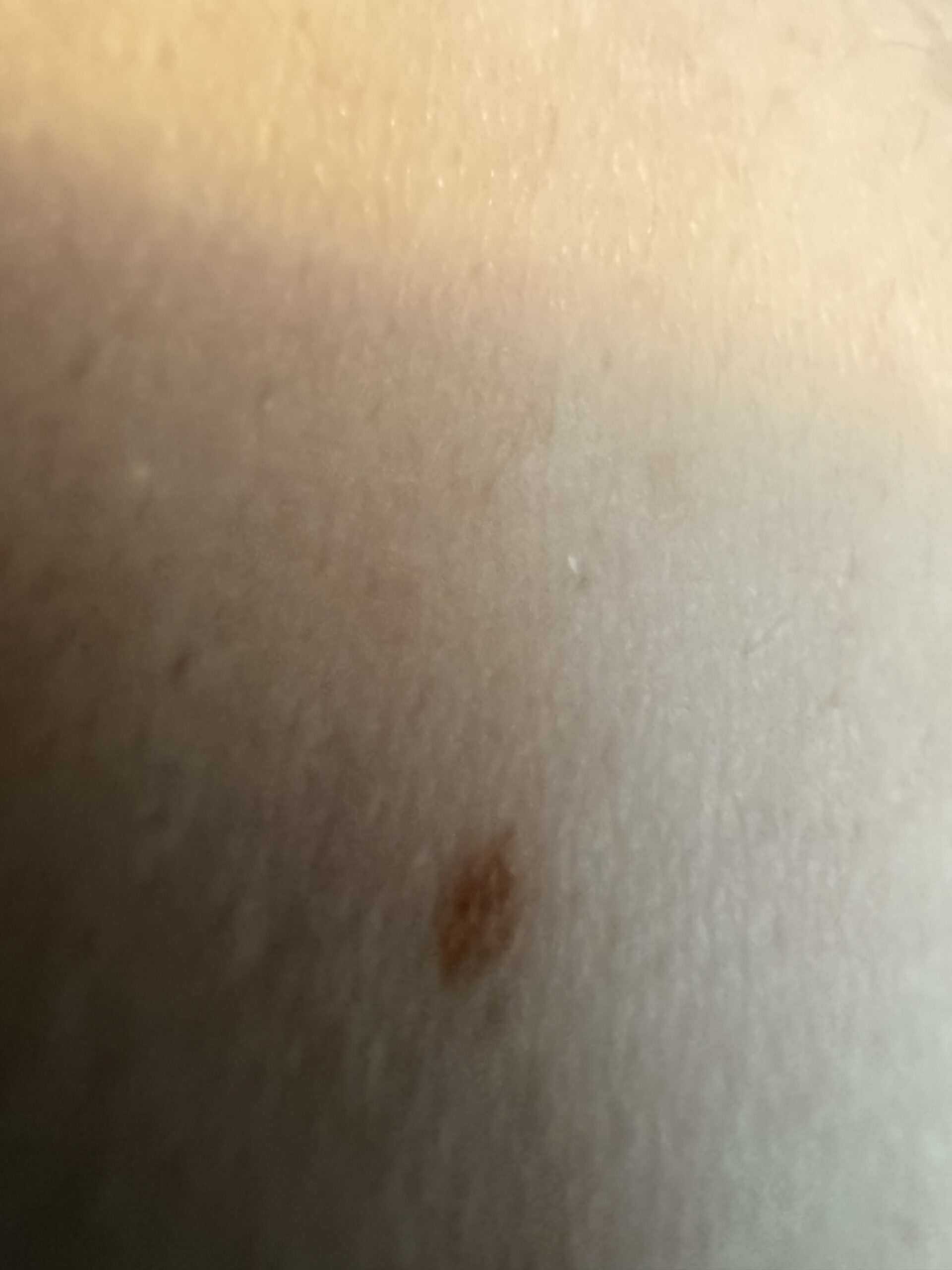 Allegato immagine